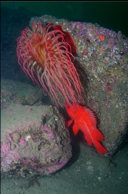 VERMILLION ROCKFISH AND FISH-EATING ANEMONE