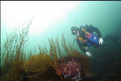 seaweed in shallows