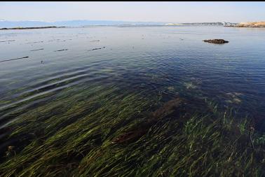 eelgrass in shallow channel