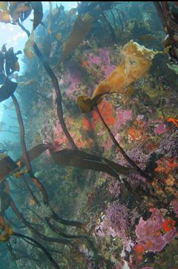 shallow wall under boat