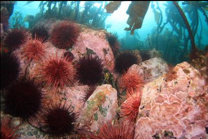 copper rockfish in middle of picture 