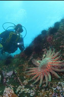 sunflower star