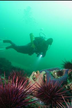 urchins and seastars