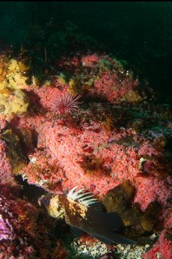 quillback rockfish