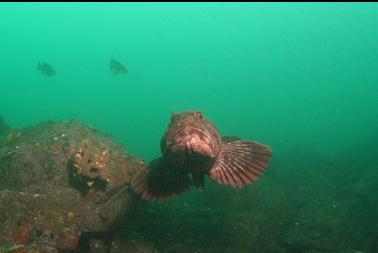 lingcod