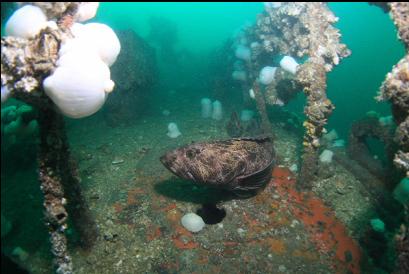 lingcod on bow