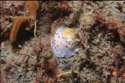 leopard dorid nudibranch