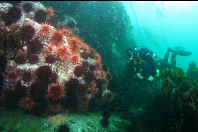 urchins near boat