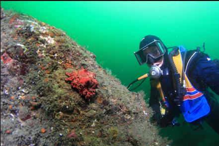 small Puget Sound king crab