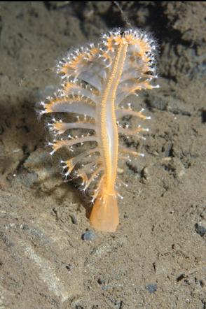 sea pen