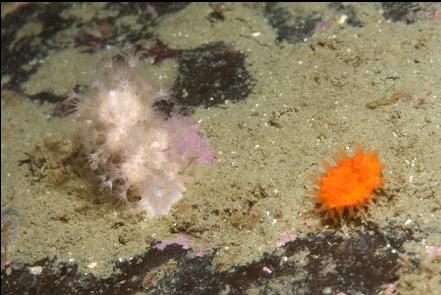 soft coral and cup coral