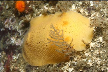 nudibranch