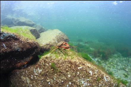kelp crab near shore