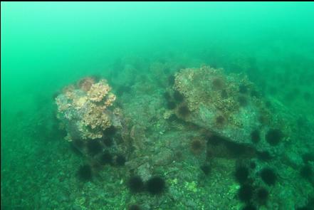 urchins, giant barnacles and boulders