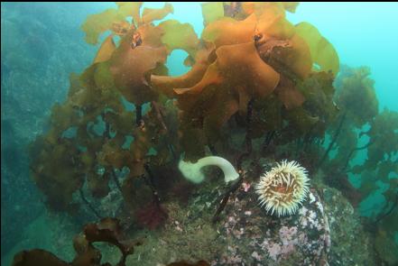 anemones and stalked kelp