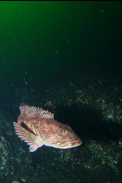 LINGCOD