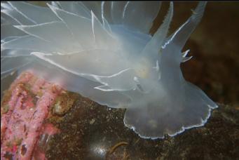 NUDIBRANCH ON BOTTLE