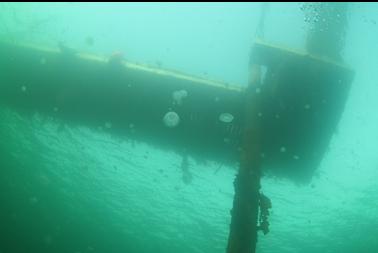 moon jellies under dock