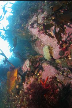 kelp greenling and anemone on shallow wall 