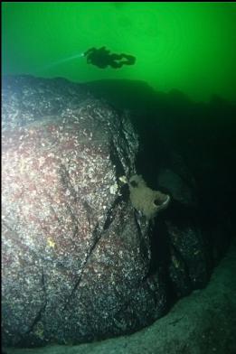 boot sponge