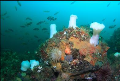 colourful boulder and rockfish