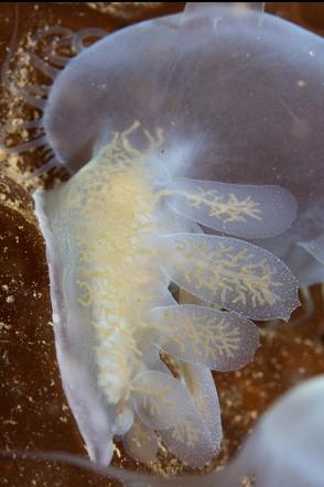 hooded nudibranch