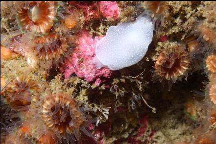 nudibranch and cup corals