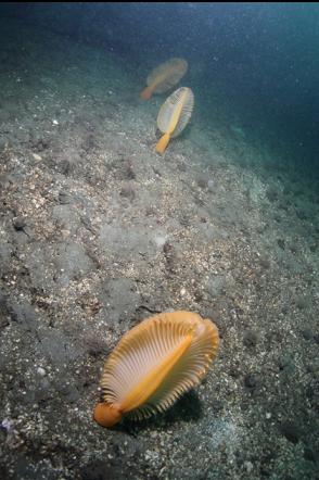 sea pens