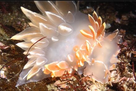 2 nudibranchs