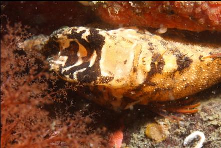 grunt sculpin