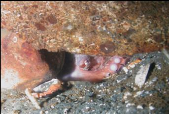 OCTOPUS UNDER CONCRETE BLOCK