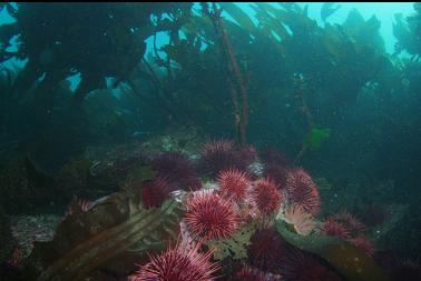 urchins and kelp