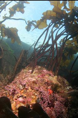 colourful stuff under stalked kelp in shallows