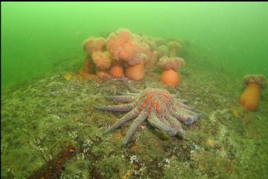 sunflower star and plumose anemones