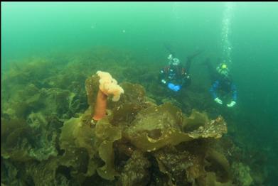 plumose anemone