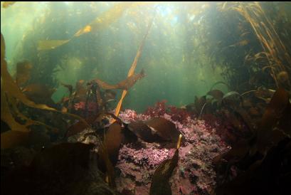 coraline algae under kelp