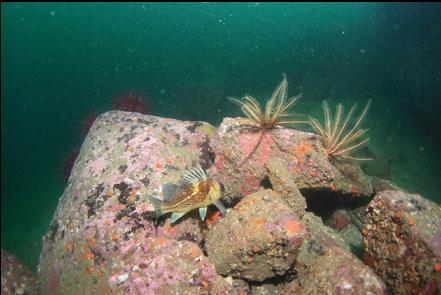 quillback rockfish