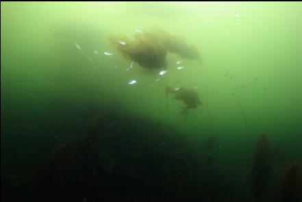 perch under kelp