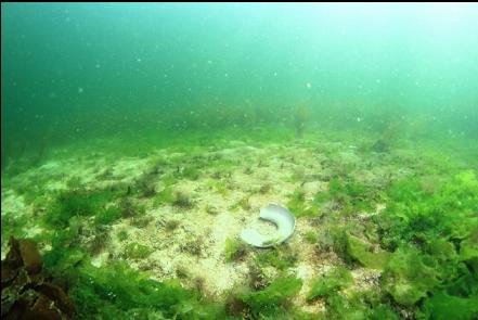 moon snail eggs