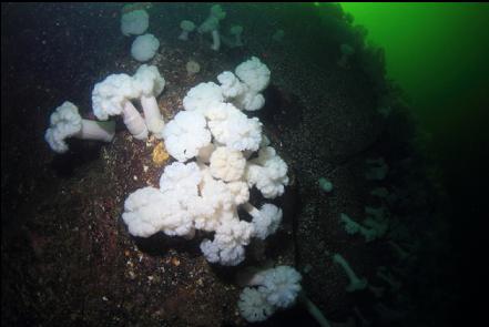 plumose anemones