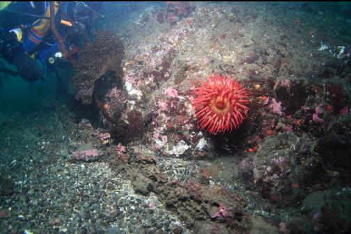 rotting wood below a fish-eating anemone