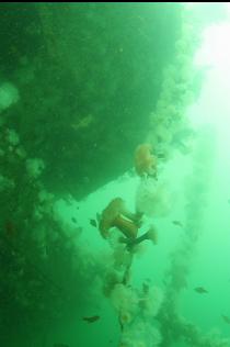 ANEMONES ON STARBOARD SIDE