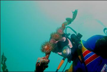 BROODING ANEMONES