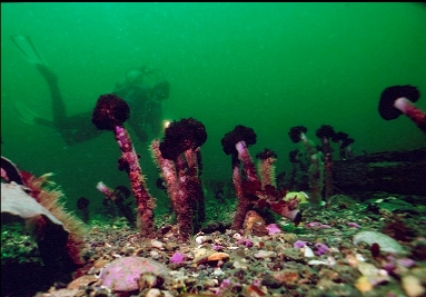 FEATHER DUSTER WORMS IN GRAVEL