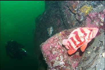 TIGER ROCKFISH