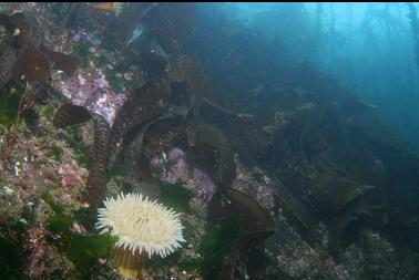 anemone under kelp