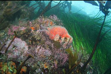 sunflower star in shallows