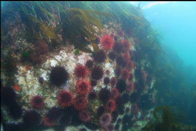 urchins and surfgrass in shallows