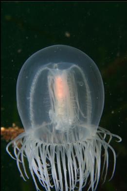 jellyfish