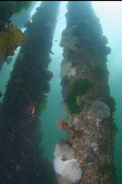 PILINGS NEAR CONVEYOR